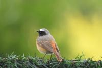 Phoenicurus phoenicurus