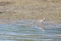 Charadrius dubius