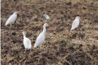 Bubulcus ibis