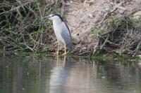 Nycticorax nycticorax