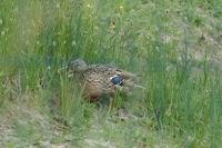 Anas platyrhynchos