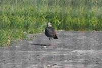Vanellus vanellus