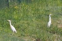 Bubulcus ibis