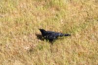 Corvus corone