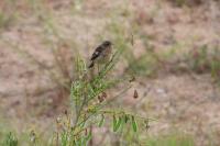 Saxicola rubicola