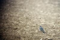 Falco vespertinus