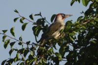 Picus viridis