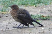Turdus merula