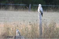 Buteo buteo