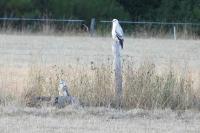 Buteo buteo