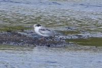 Sterna hirundo