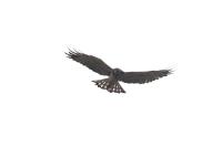 Circaetus gallicus