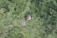 Lanius collurio