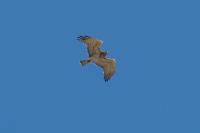 Circaetus gallicus