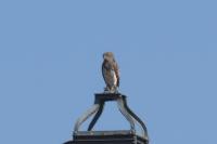 Circaetus gallicus