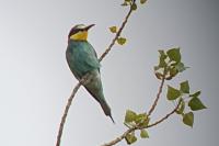 Merops apiaster