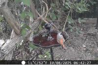 Phoenicurus phoenicurus
