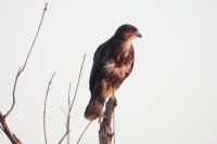 Buteo buteo