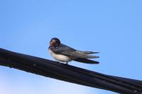 Hirundo rustica
