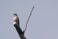 Muscicapa striata