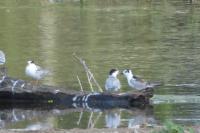 Chlidonias leucopterus