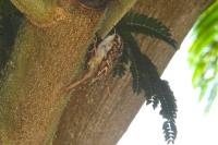 Certhia brachydactyla