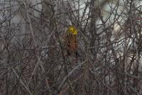 Emberiza citrinella