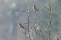 Emberiza schoeniclus