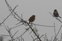 Anthus pratensis