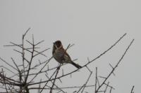 Emberiza schoeniclus