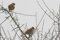 Emberiza schoeniclus