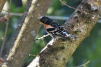 Fringilla montifringilla