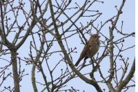 Emberiza calandra