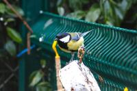 Parus major