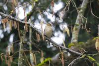 Fringilla coelebs