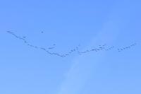 Grus grus