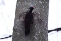 Dryocopus martius