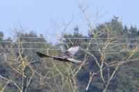 Circus aeruginosus