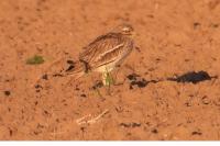 Burhinus oedicnemus