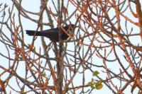 Turdus torquatus