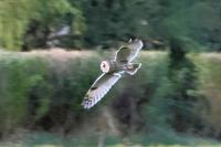 Asio otus