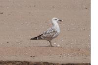 Larus michahellis