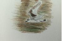Hydrocoloeus minutus