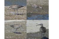 Numenius phaeopus