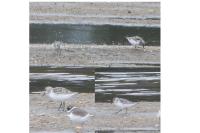 Calidris alba