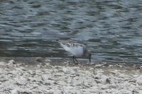 Calidris alba