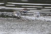 Calidris alpina