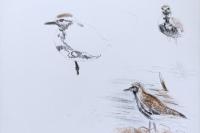 Pluvialis squatarola