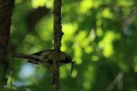 Parus major