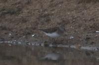 Calidris temminckii
